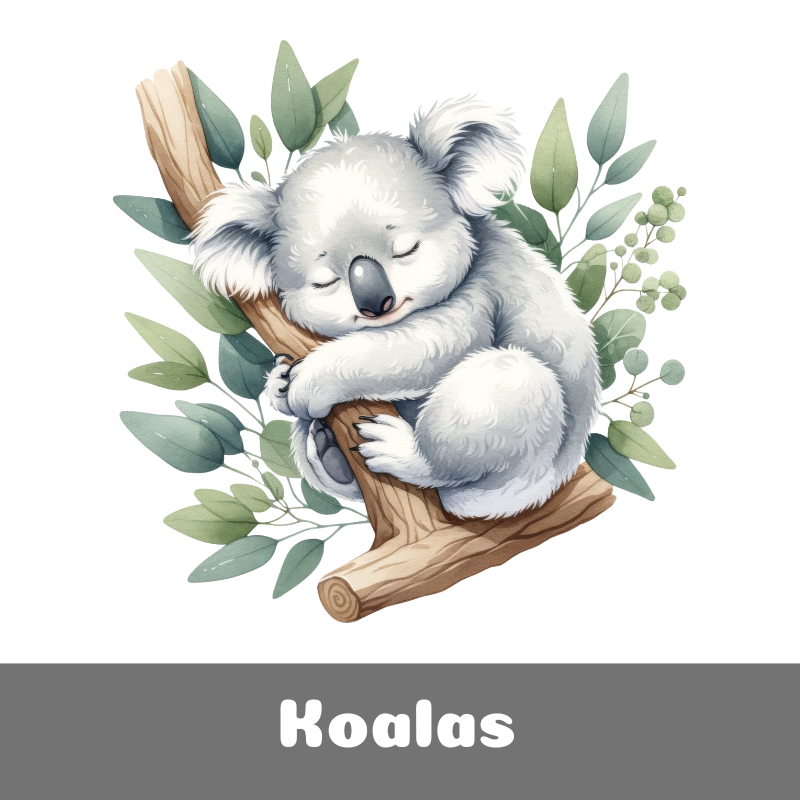 Koalas