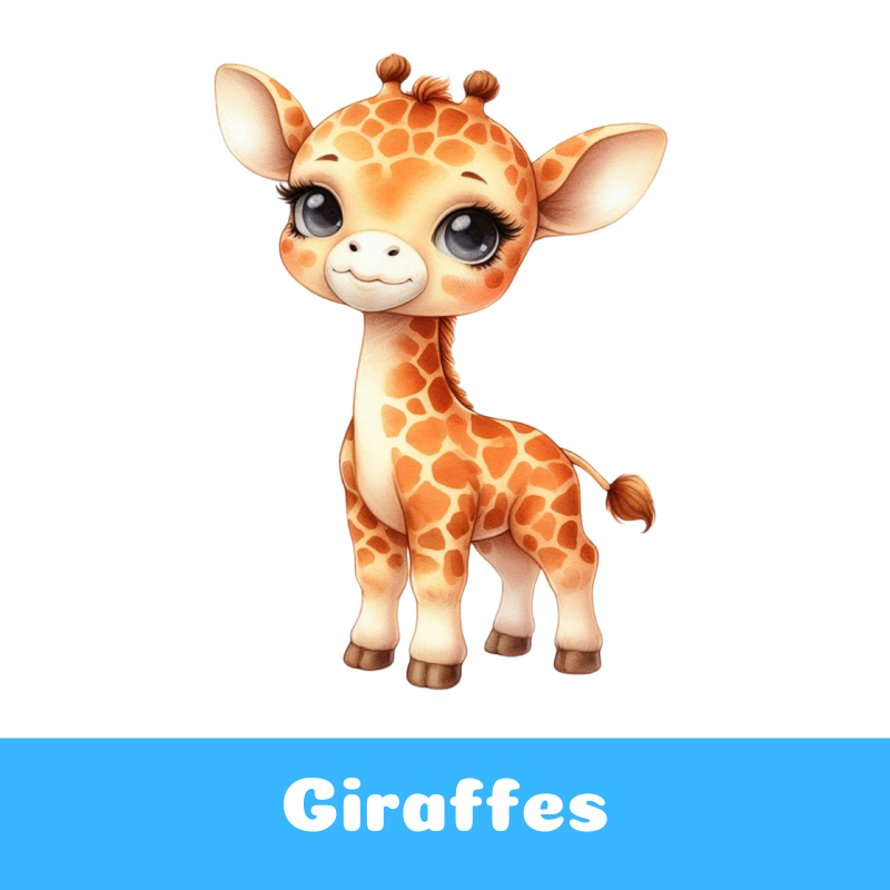 Giraffes